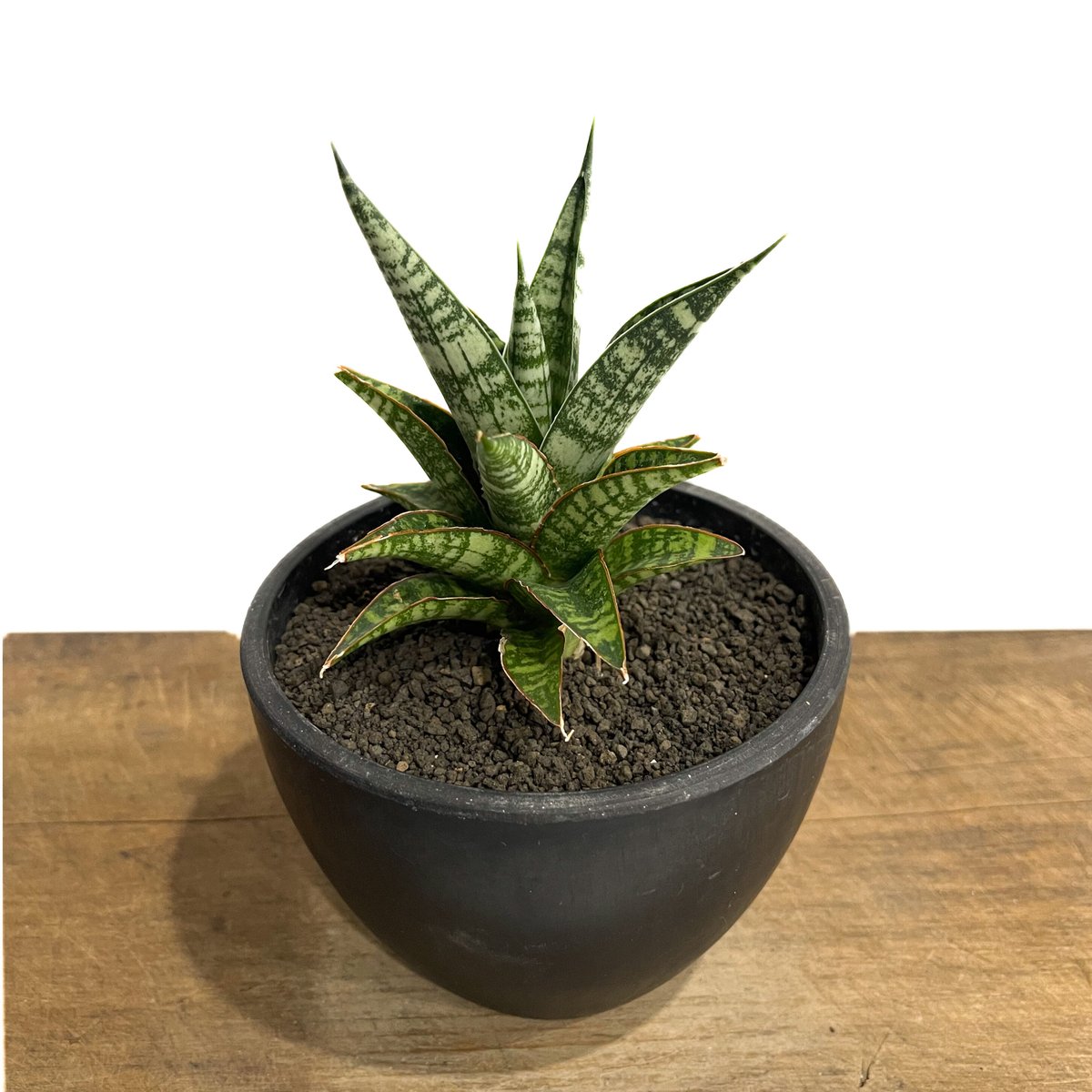 サンセベリア ブントゥン「Sansevieria Bunthung」49E-1 | SHOUC サンセベリア ブントゥン「Sansevieria Bunthung」49E-1 | SHOUC