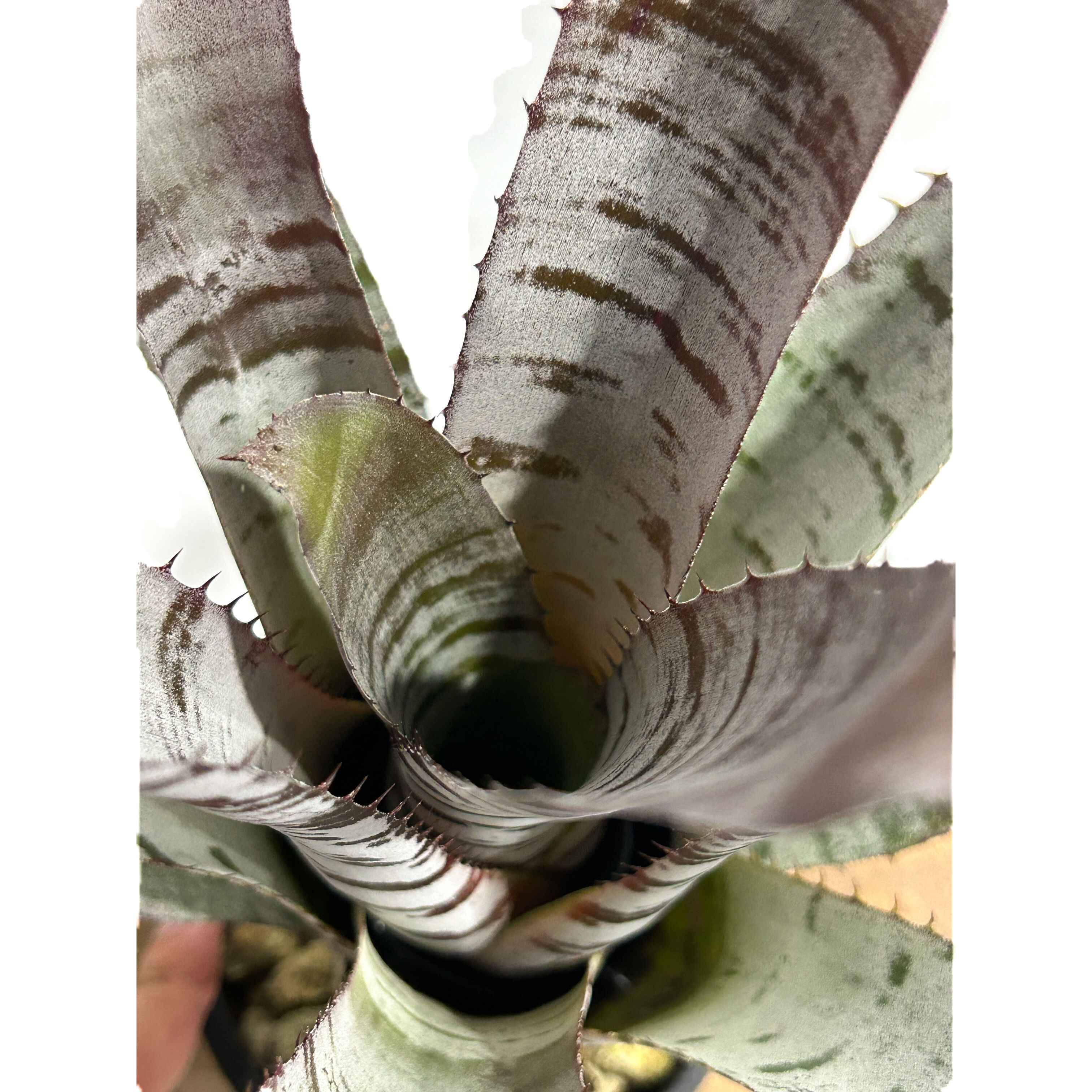 エクメア チャンティニー ブラック アイス 「Aechmea chantinii Black