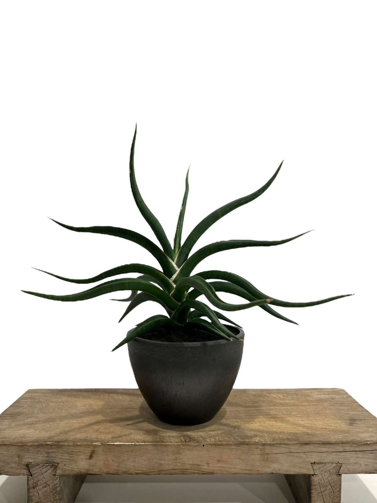 サンセベリア バオダム 「Sansevieria Baodam」80H | SHOUCHIKUEN サンセベリア バオダム 「Sansevieria Baodam」80H | SHOUCHIKUEN