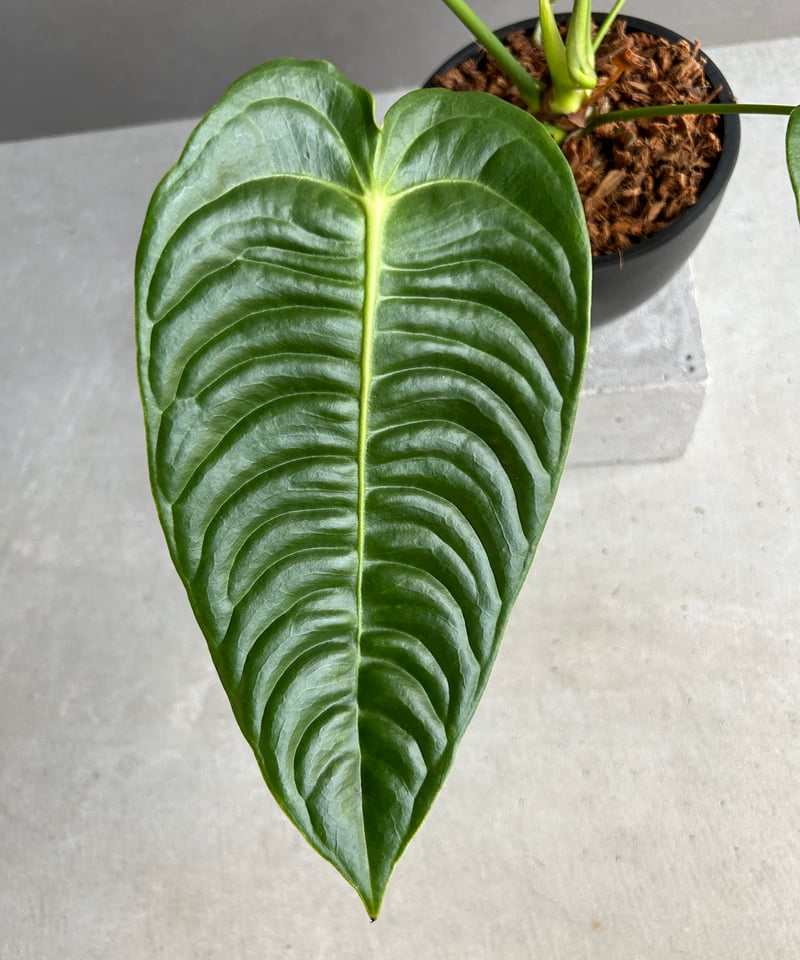 アンスリウム ベイチー 「Anthurium veitchii」30I | SHOUCHIKUEN