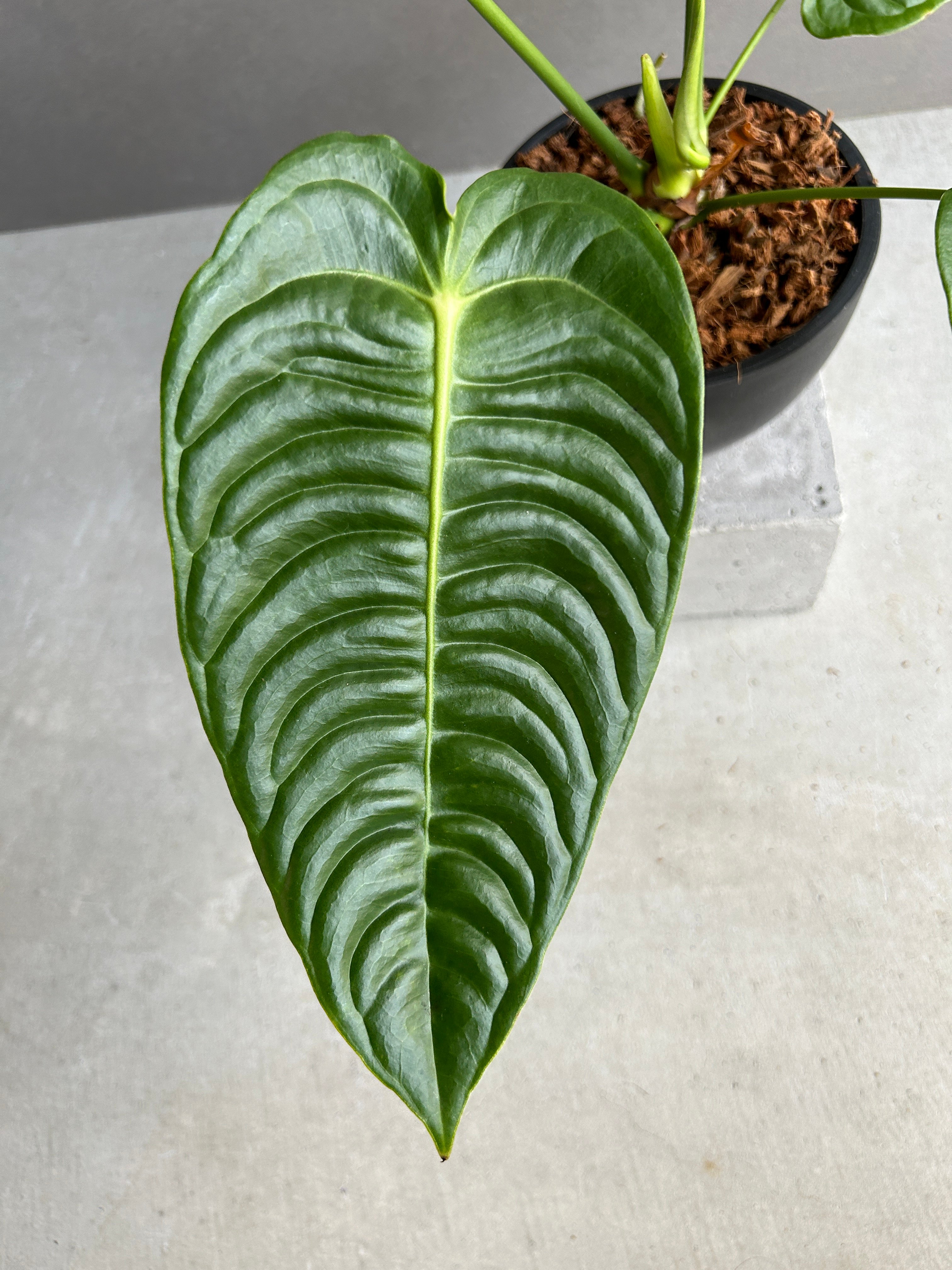 アンスリウム ベイチー 「Anthurium veitchii」30I | SHOUCHIKUEN