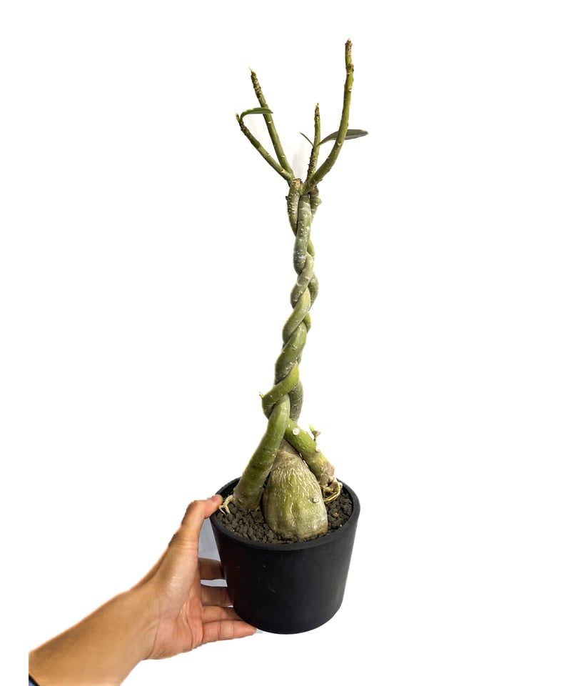 アデニウム　ソマレンセ　超大株 アデニウム ソマレンセ 超大株 超大株 アデニウム ソマレンセ