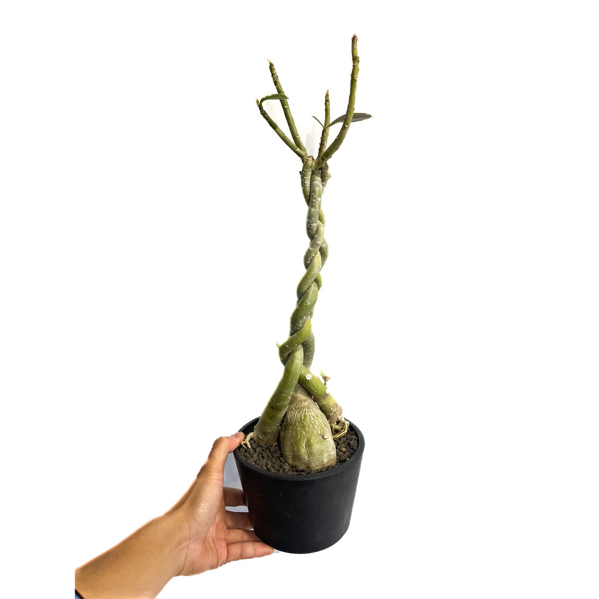 超大株 アデニウム　ソマレンセ 超大株 アデニウム ソマレンセ 発根済み 現地球 おまけ 種子付き