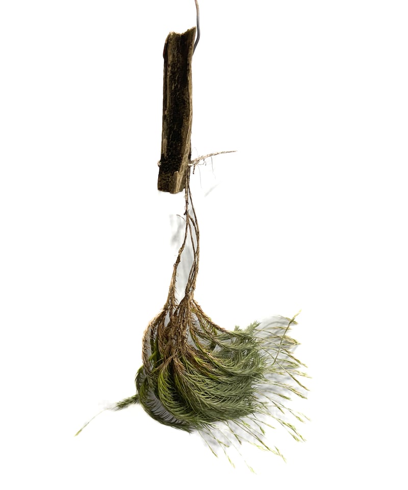 ティランジア トリコレピス「Tillandsia tricholepis」8/1-15B-2