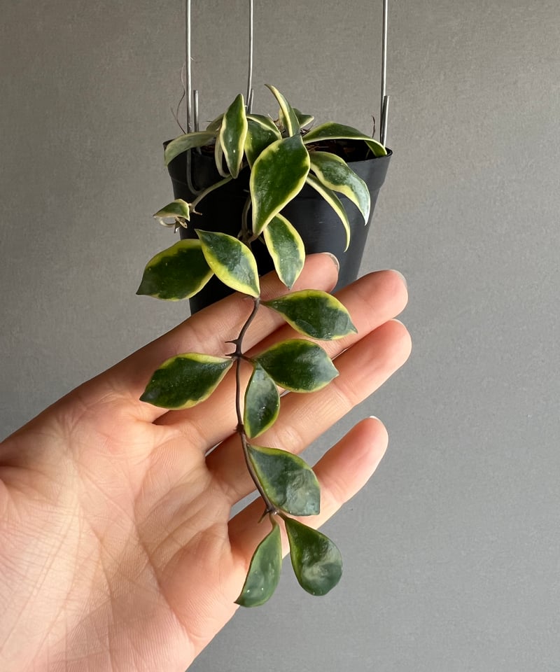 ホヤ バコエンシス アルボマルギナータ 「Hoya bakoensis albomargina