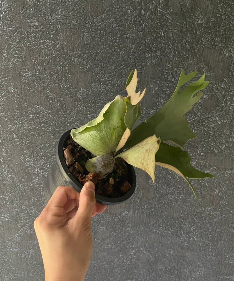 ビカクシダ ウィリンキー スポアリング バンナ セレクト「P