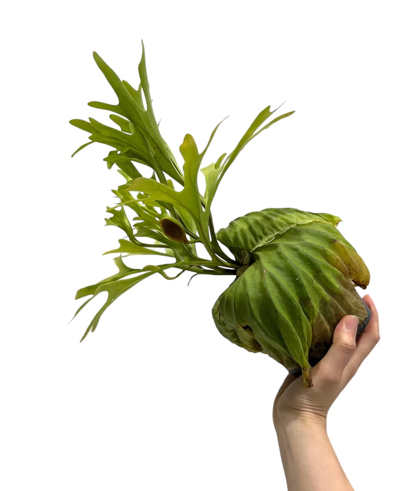 ビカクシダ リドレイ(by ヌクル) 「Platycerium ridleyi (by Nuk