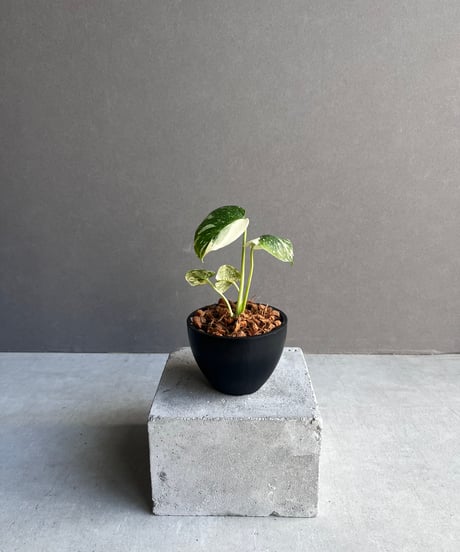 本物 モンステラ レガシー モンステラ・レガシー / Monstera deliciosa 'Legacy'⑦