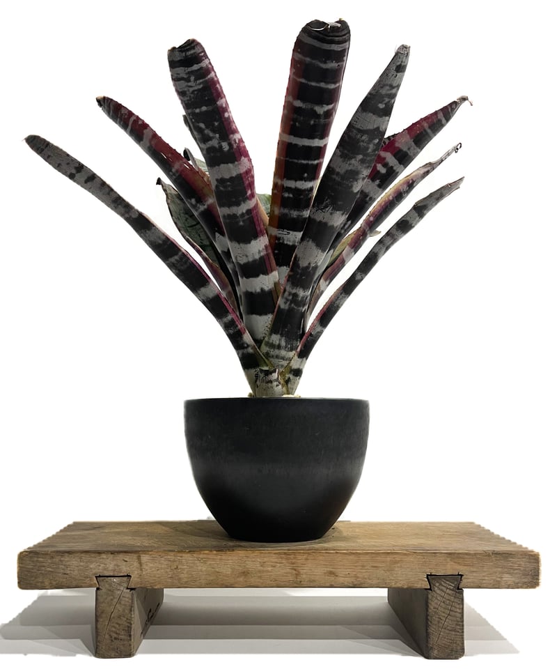 エクメア オットー「Aechmea Otto」2/8-58 | SHOUCHIKUEN