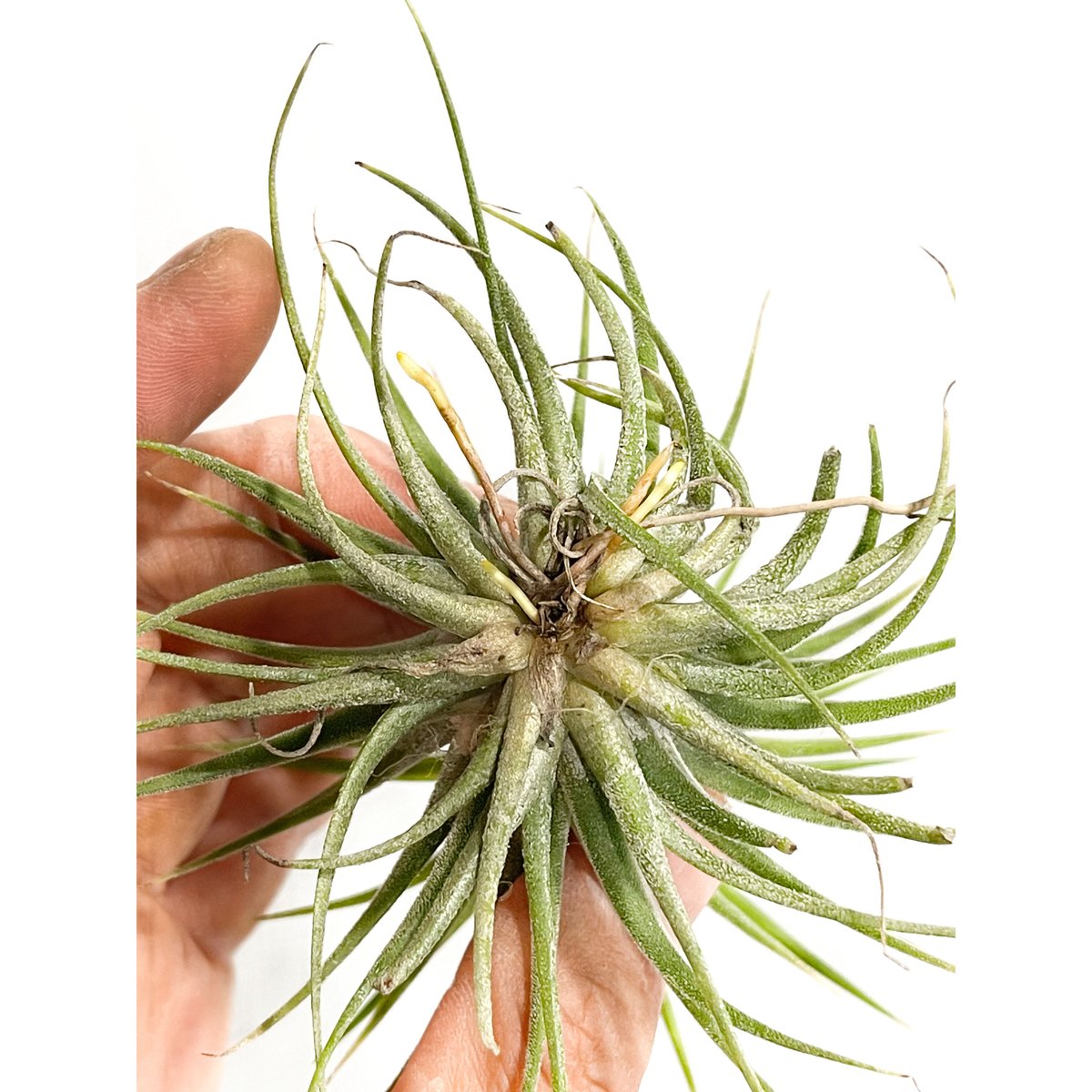 ティランジア イオナンタ アルボマルギナータ 「Tillandsia ionantha