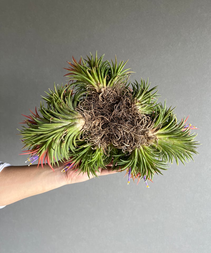 ティランジア イオナンタ ウアメルラ (クランプ)「Tillandsia ionantha