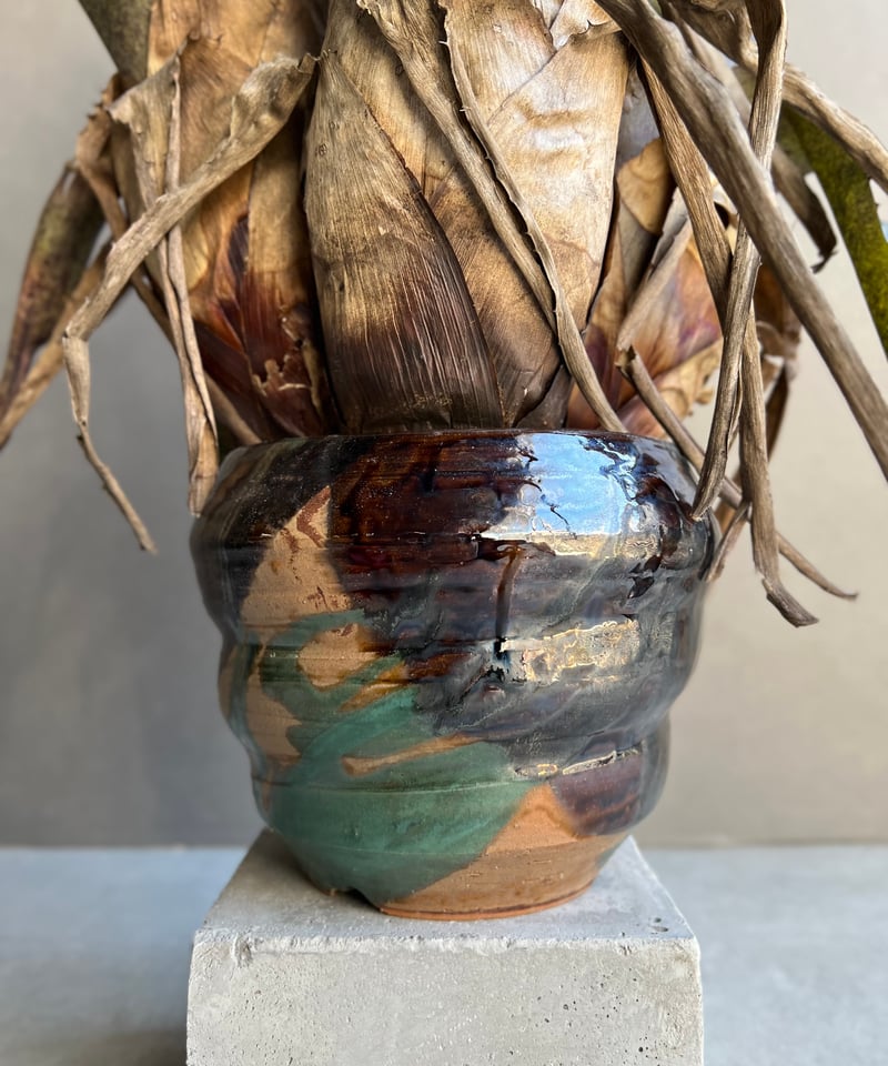 ホヘンベルギア レオポルド ホルスティ x ペンナエ+ Masaki Tomabechi (