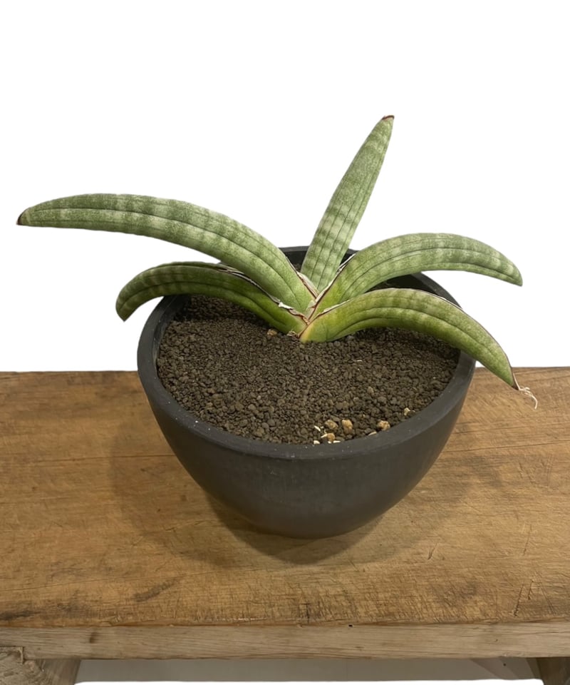 サンセベリア エイレンシス「Sansevieria eilensis Lav.10178」 5 サンセベリア エイレンシス「Sansevieria eilensis Lav.10178」 5