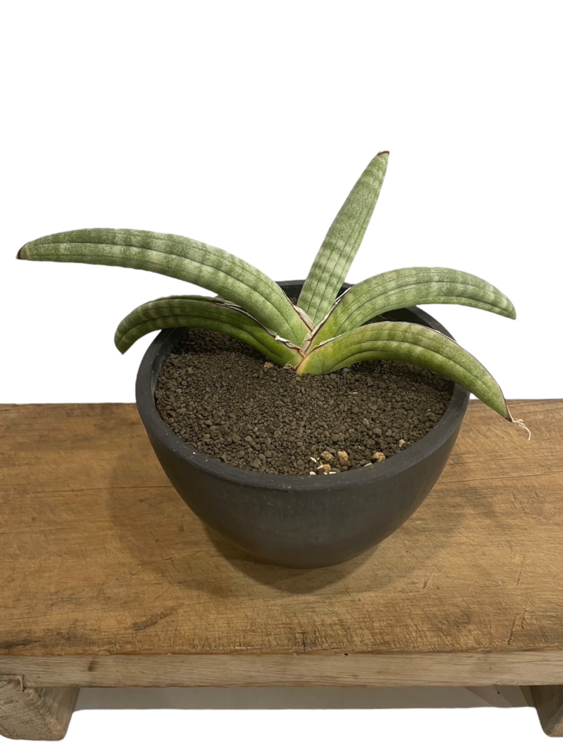 サンセベリア エイレンシス「Sansevieria eilensis Lav.10178」 5
