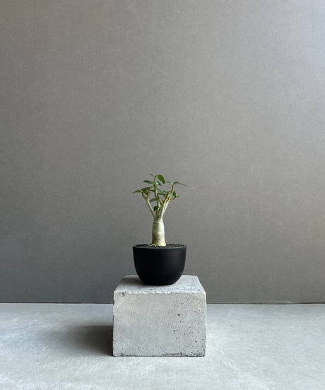 弁慶柱　rook　20株 Pickup 全ての商品 – 植物家族