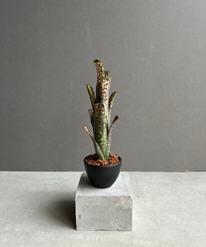 ビルベルギア ライムストーン「Billbergia Limestone」42W | SHOUC