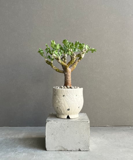 CATEGORY コーデックス(塊根植物) | SHOUCHIKUEN