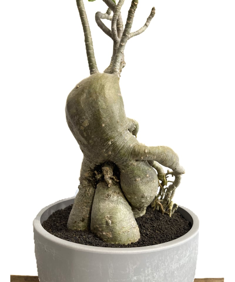 アデニウム‼️ アデニウム ハイブリッド 選抜個体「Adenium hybrid 」6/8-738