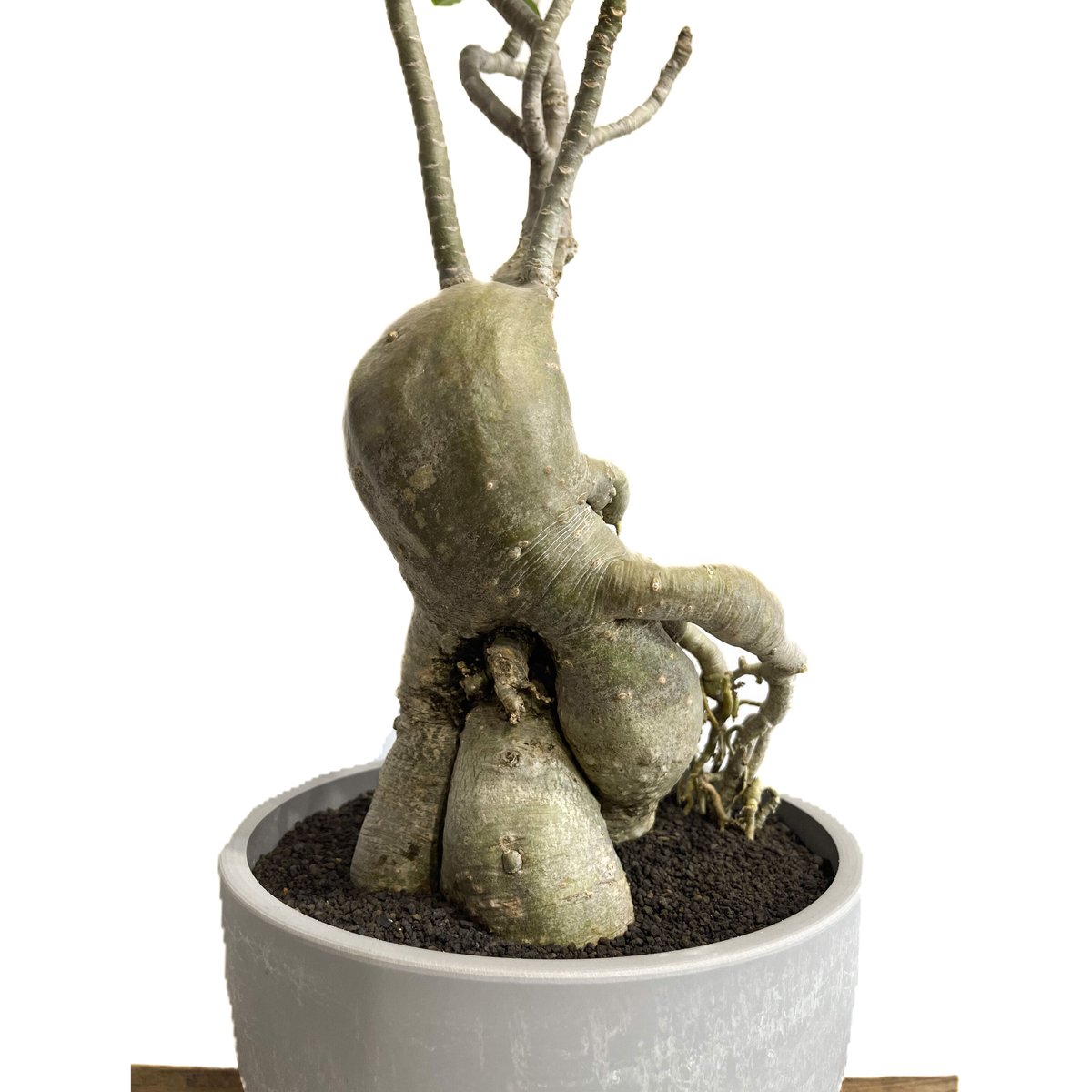 アデニウム ハイブリッド 選抜個体「Adenium hybrid 」6/8-738 | SH アデニウム ハイブリッド 選抜個体「Adenium hybrid 」6/8-738 | SH