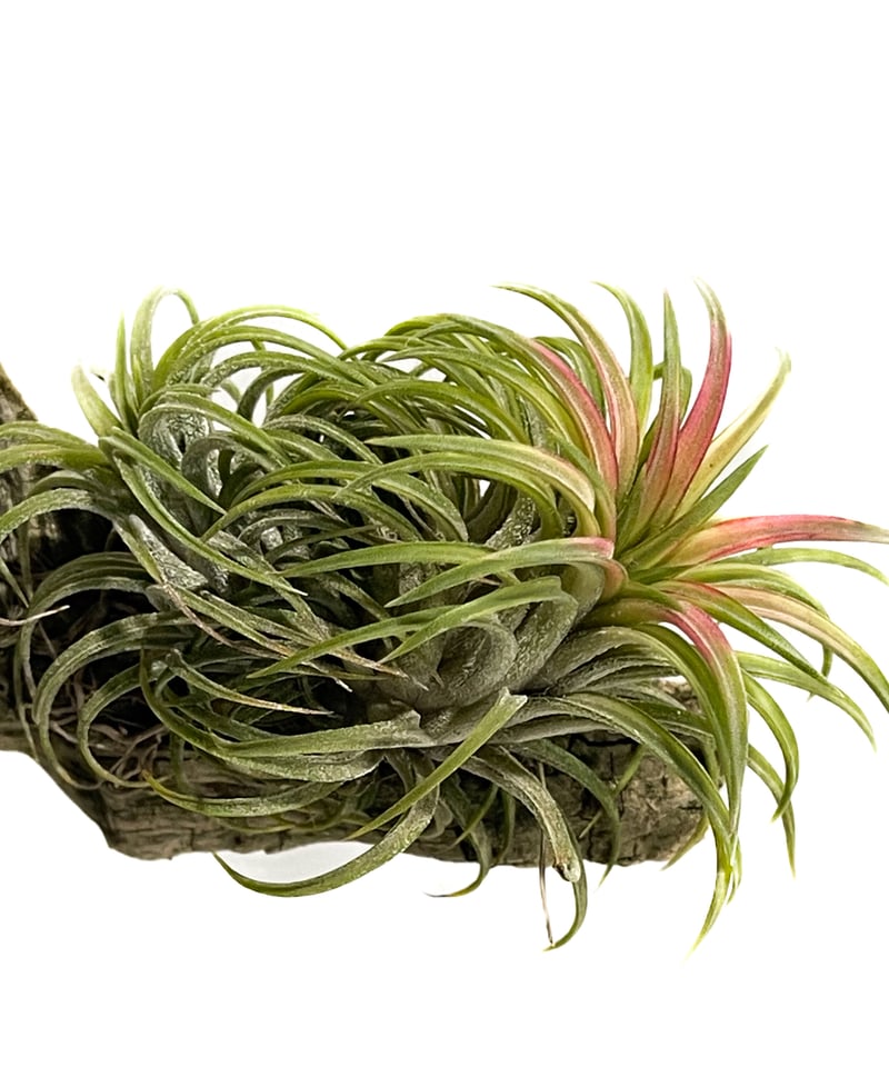 ティランジア イオナンタ 斑入「Tillandsia ionantha Variegated」