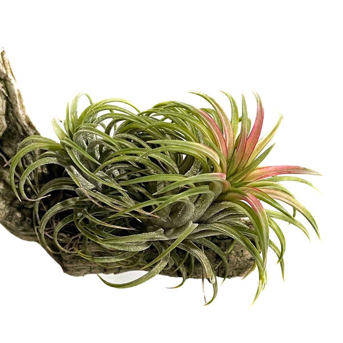 ティランジア イオナンタ 斑入「Tillandsia ionantha Variegated」
