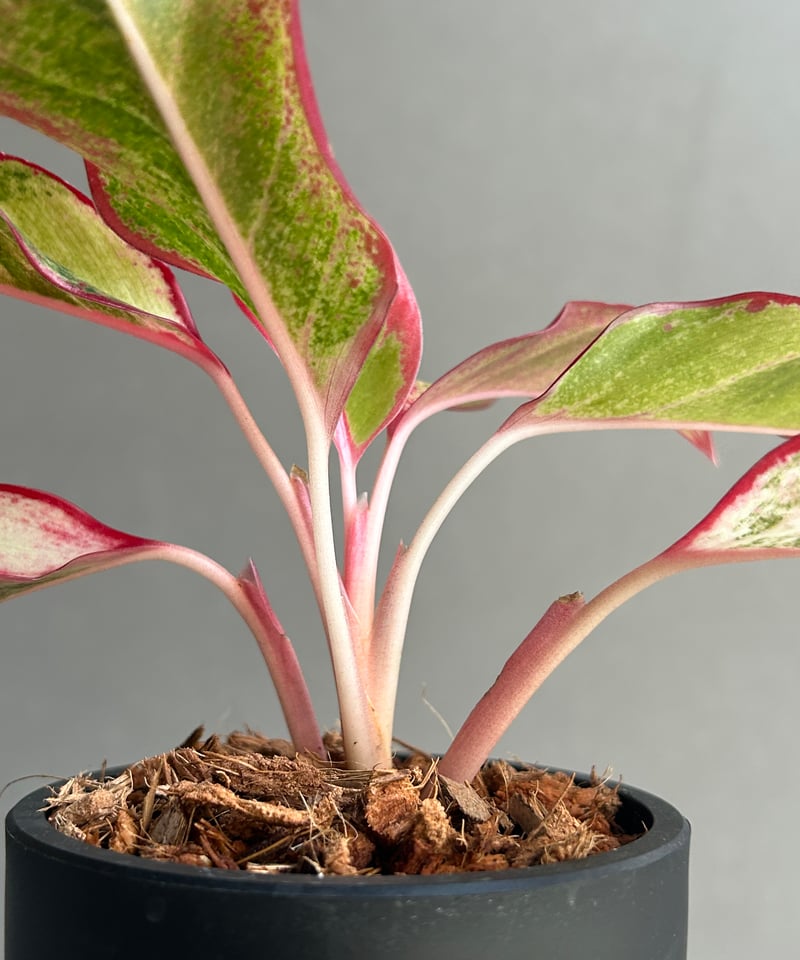 アグラオネマ サイアム オーロラ 斑入「Aglaonema Siam Aurora Varie
