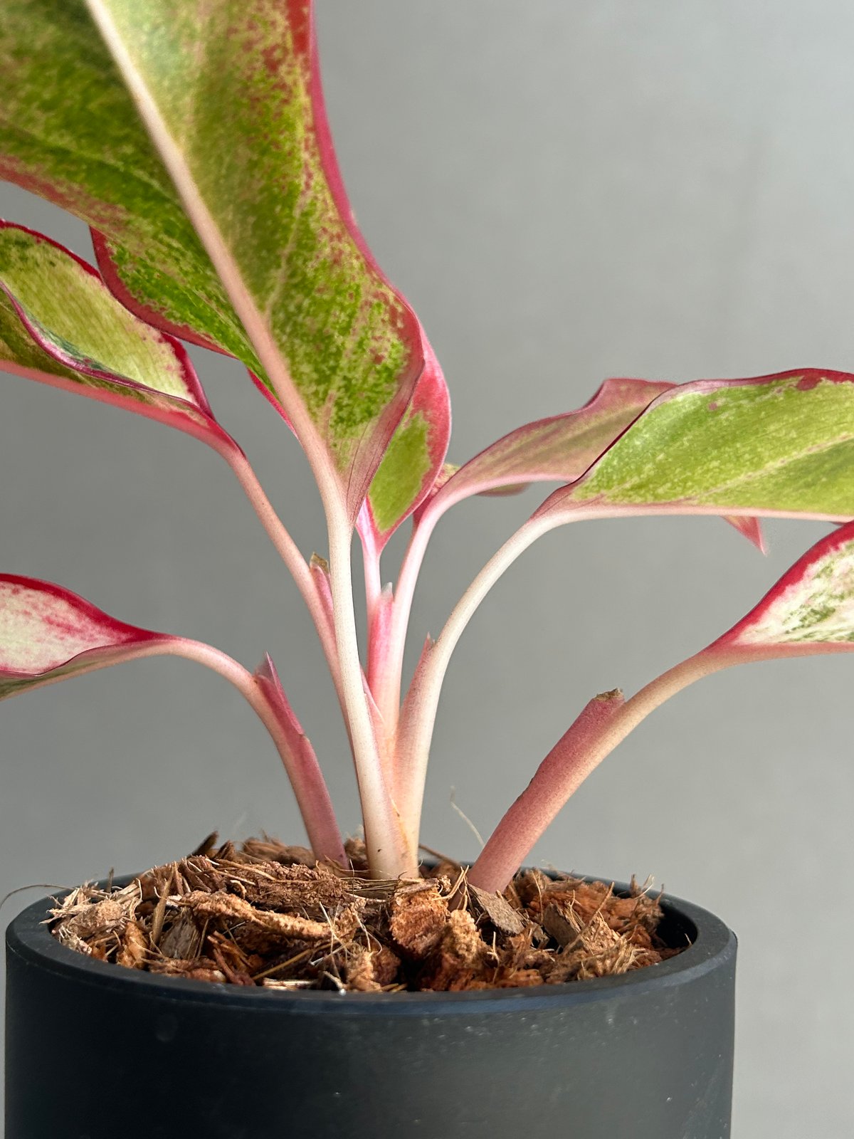 アグラオネマ サイアム オーロラ 斑入「Aglaonema Siam Aurora Varie
