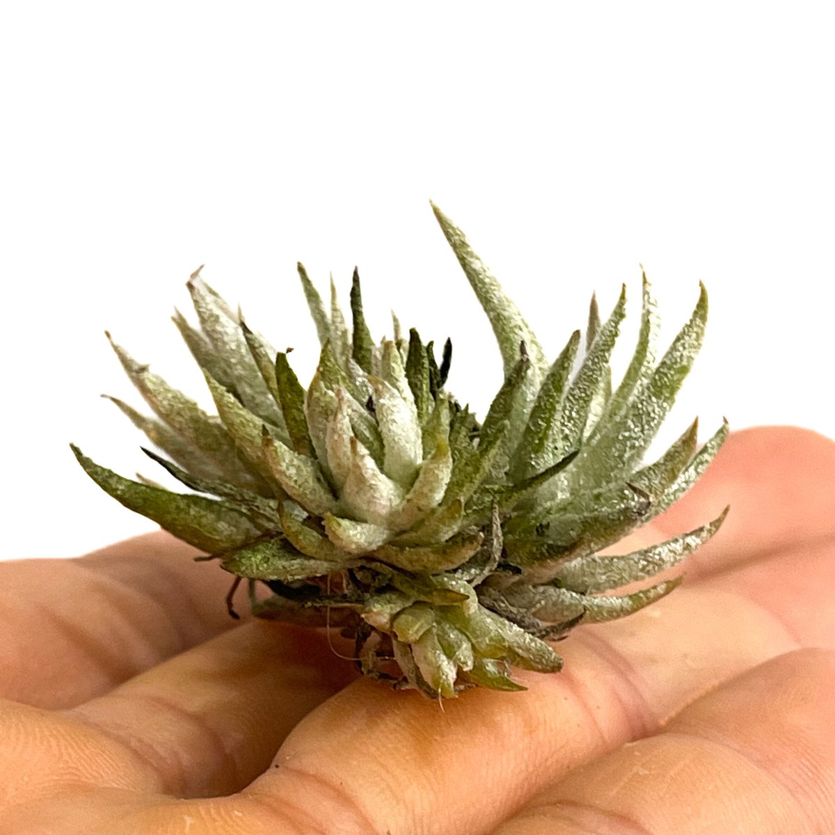 即日発送】T. Icy Elf (アイシーエルフ) 【公式通販】