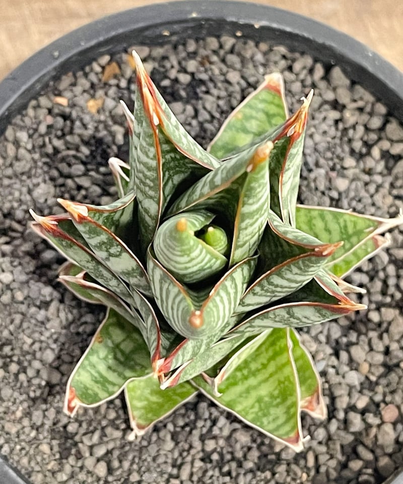 サンセベリア アンヤマニー ハイブリッド SP 10(実生)「Sansevieria