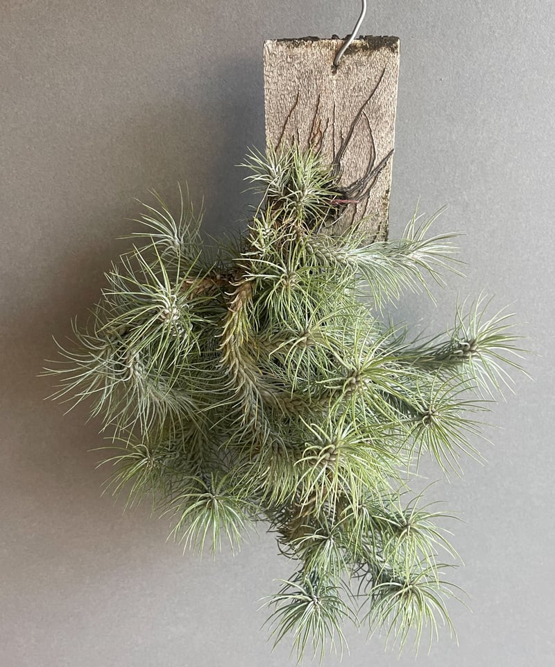 ティランジア フンキアナ レクルビフォリア クランプ「Tillandsia