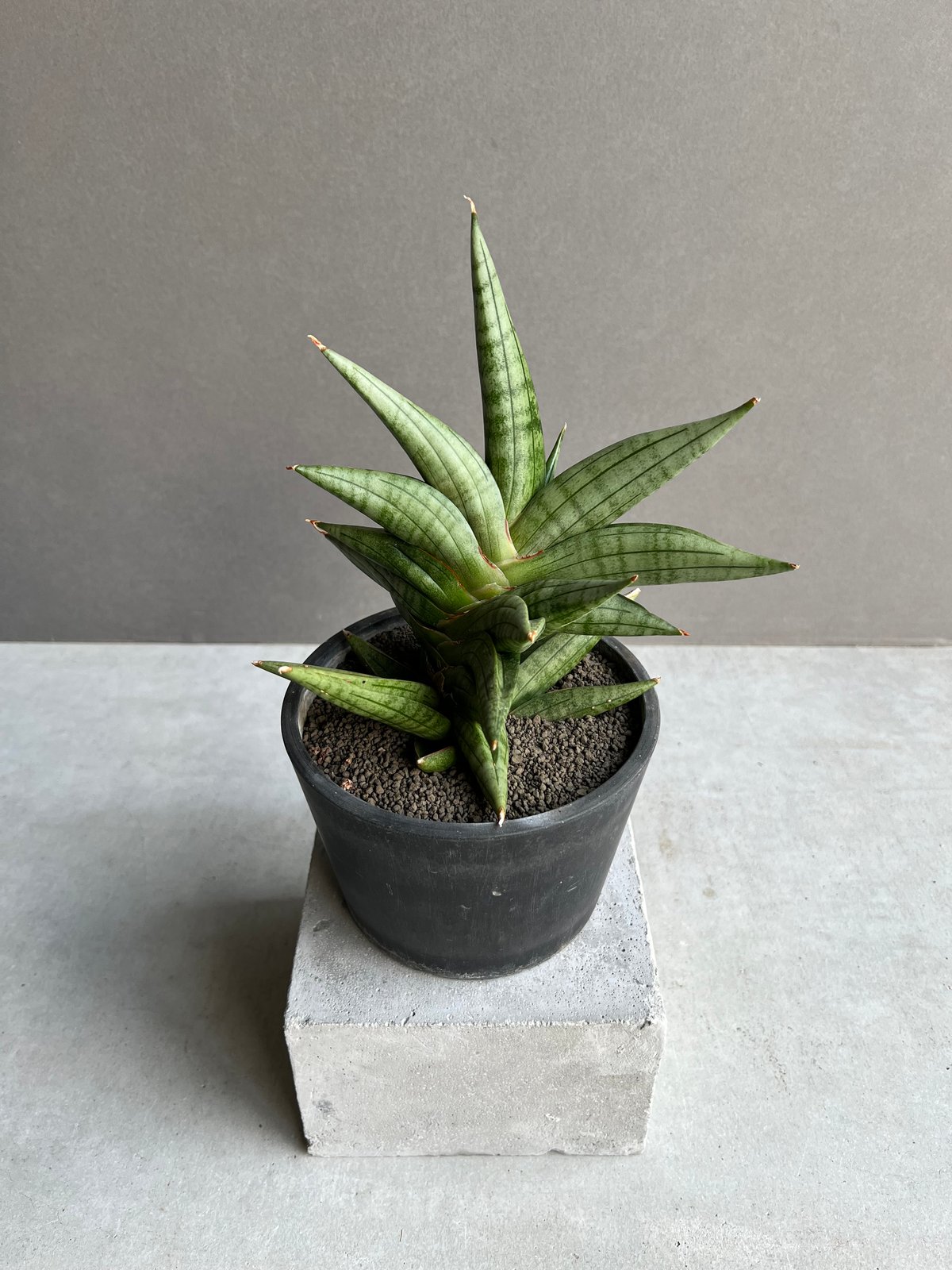 サンセベリア ヴィエナ「Sansevieria Vienna (by Unyamanee Ga
