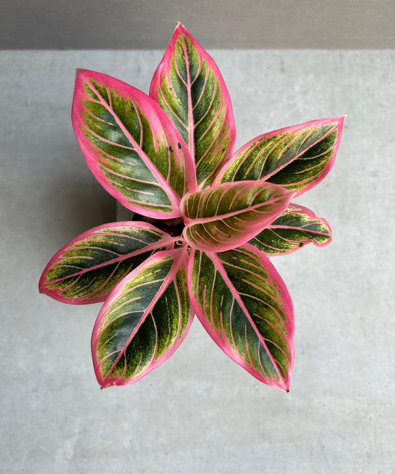 アグラオネマ ロータス デライト 「Aglaonema Lotus Delight」81L |