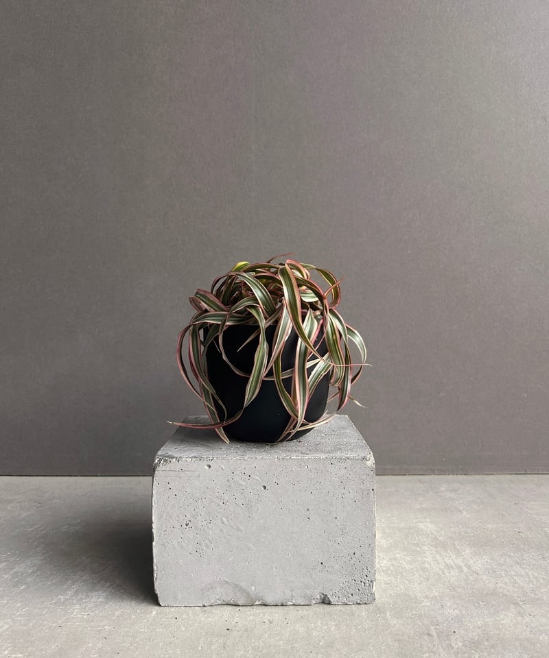 ドラセナ キュンティ「Dracaena concinne Kuhnty 」99J | SHOU