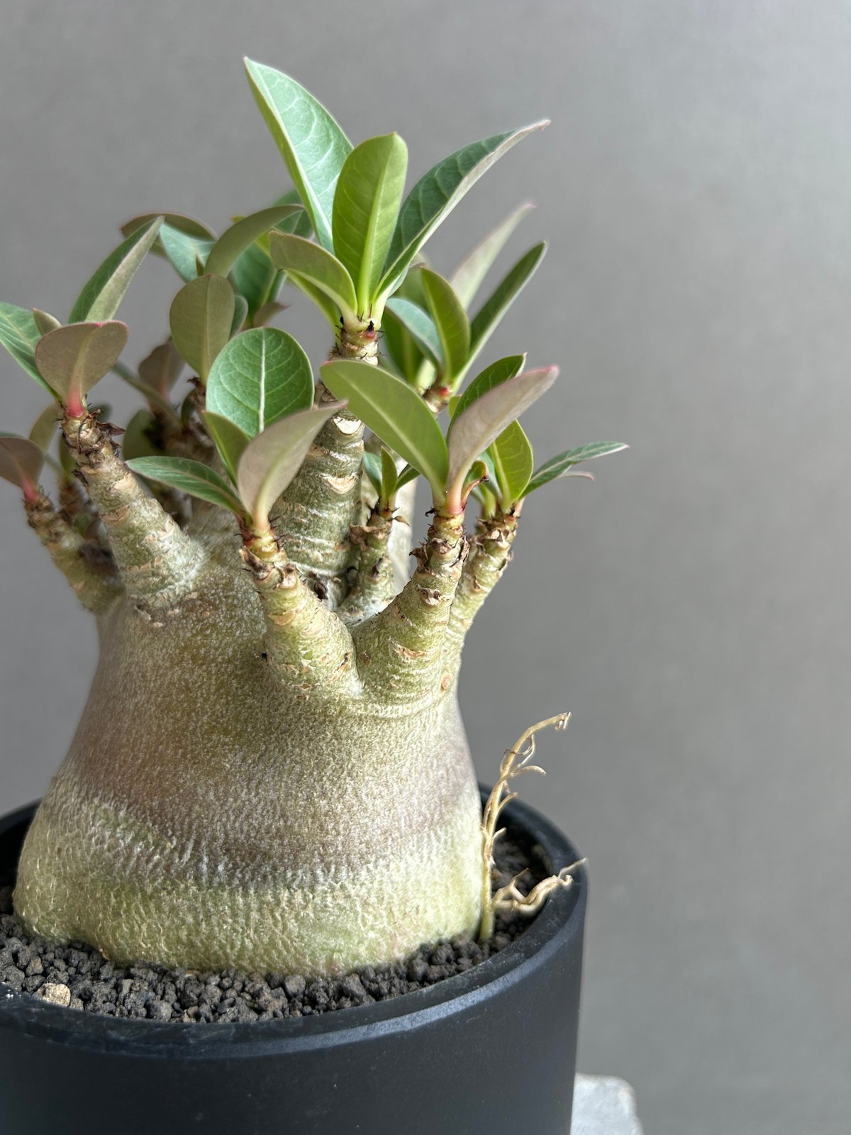 アデニウム アラビカム スーパー ドワーフ “ブラック” 「Adenium