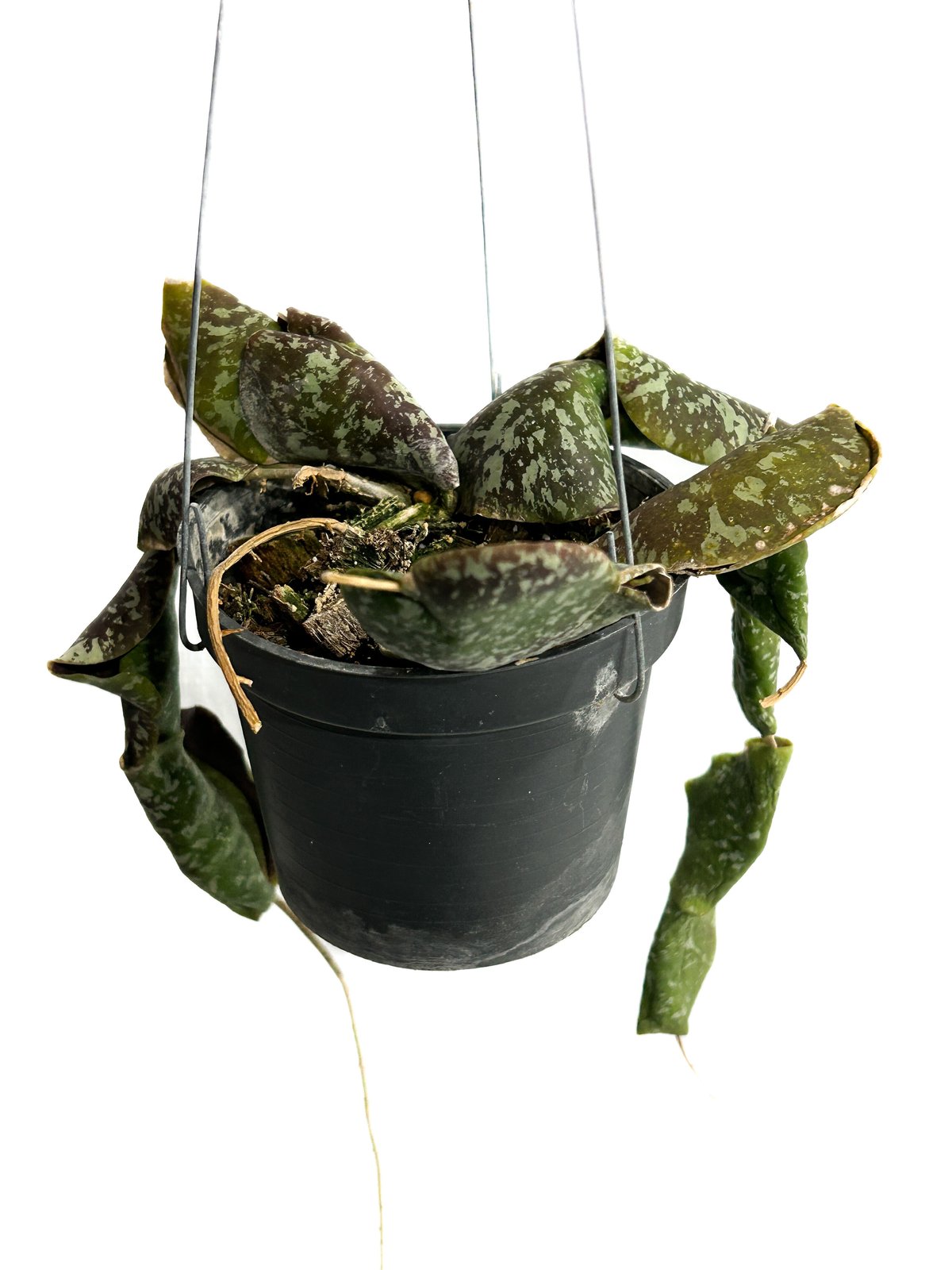 観葉植物ホヤ　インブリカータ ホヤ インブリカータ 「 Hoya imbricata」4/17-329 | SHOUCHIKUEN