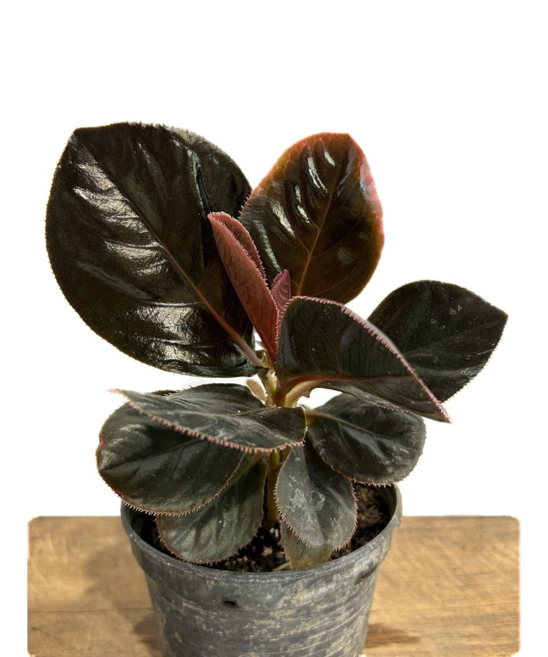 アルディシア sp. (ブラック リーフ)「Ardisia sp (Black Leaf)」6