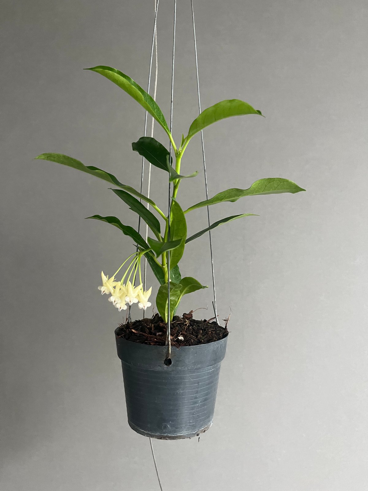 レア Hoya Lockii ホヤ ロッキー 希少種 サクララン