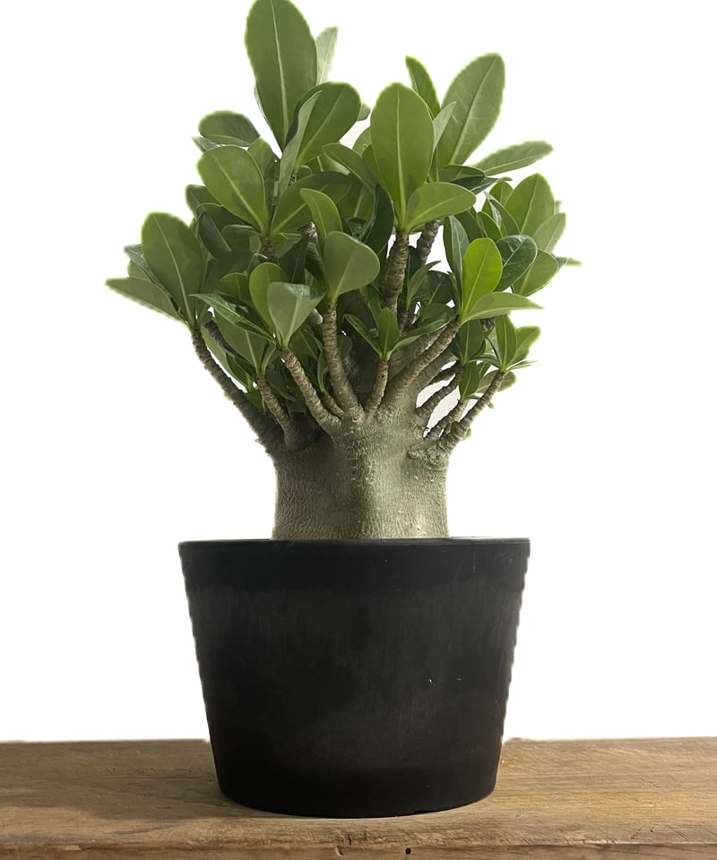 アデニウム アラビカム ドワーフ タイプ「Adenium arabicum dwarf ty