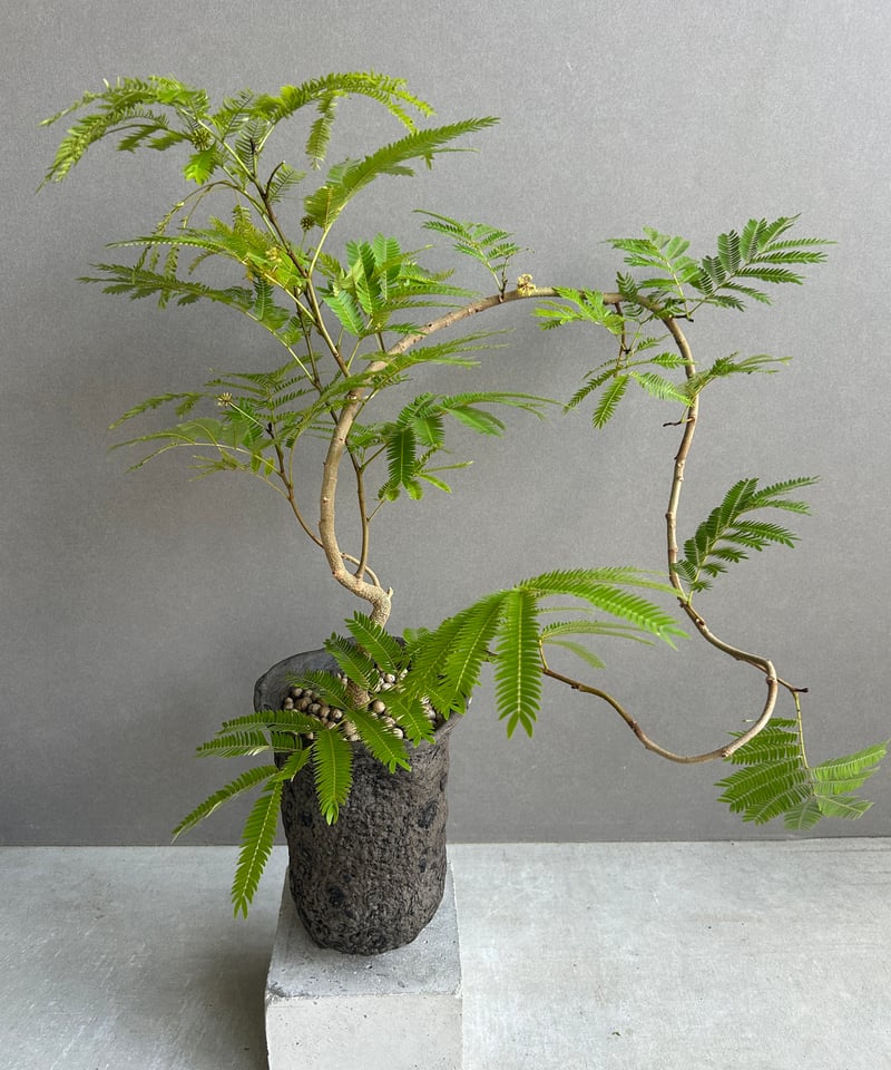 【お客♡】エバーフレッシュ♥記念品 エバーフレッシュ “選抜個体”+ plantsmonsters pot 「Cojoba arb