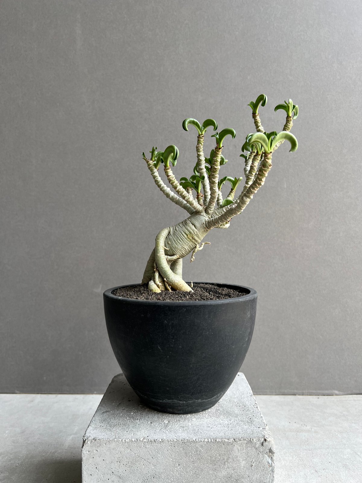 アデニウム メデューサ D.H.A (獅子葉) “選抜個体” 「Adenium Medusa