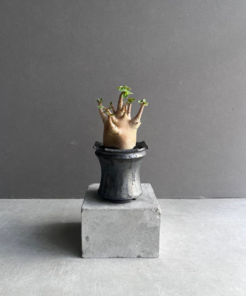 アデニウム アラビカム スーパー ドワーフ “レッド” + object by