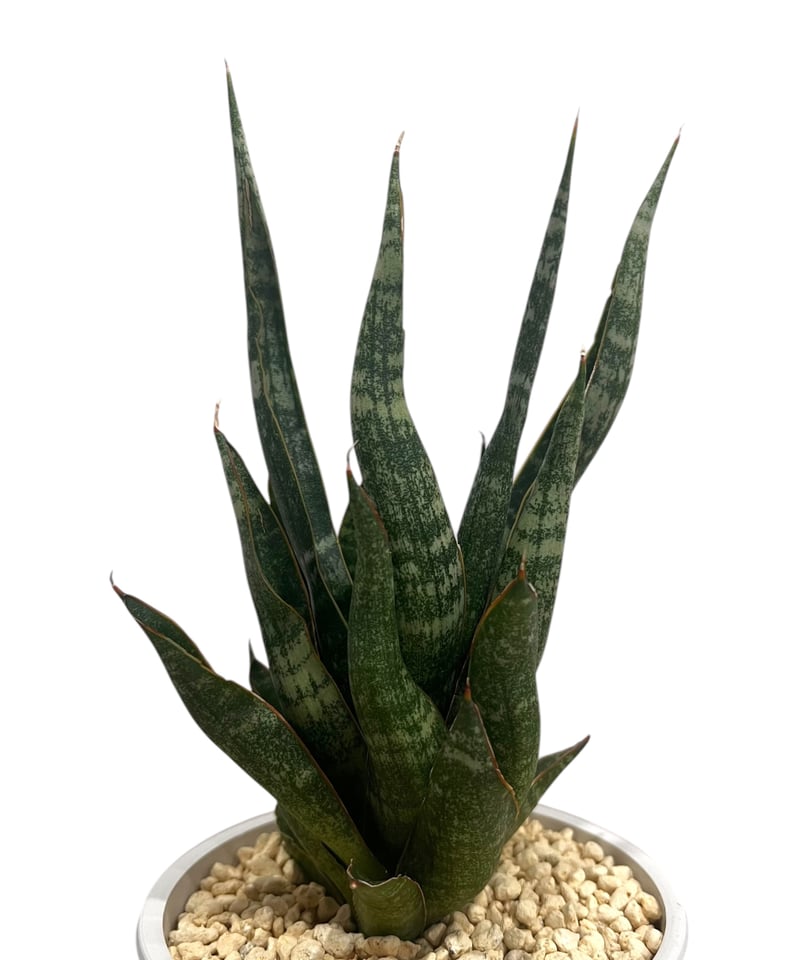 サンセベリア カミナリ 「Sansevieria KAMINARI “雷”」18V | SHO