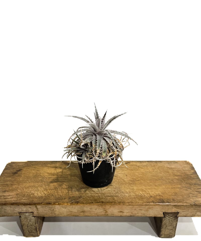 ディッキア ワーレン×マーキュリー「Dyckia Warren × Mercury」9/24
