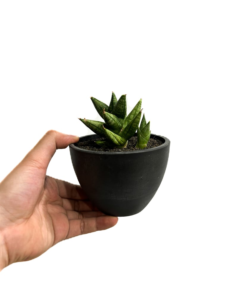 サンスベリア Sansevieria Mingmanee v B サンスベリア Sansevieria Mingmanee v B