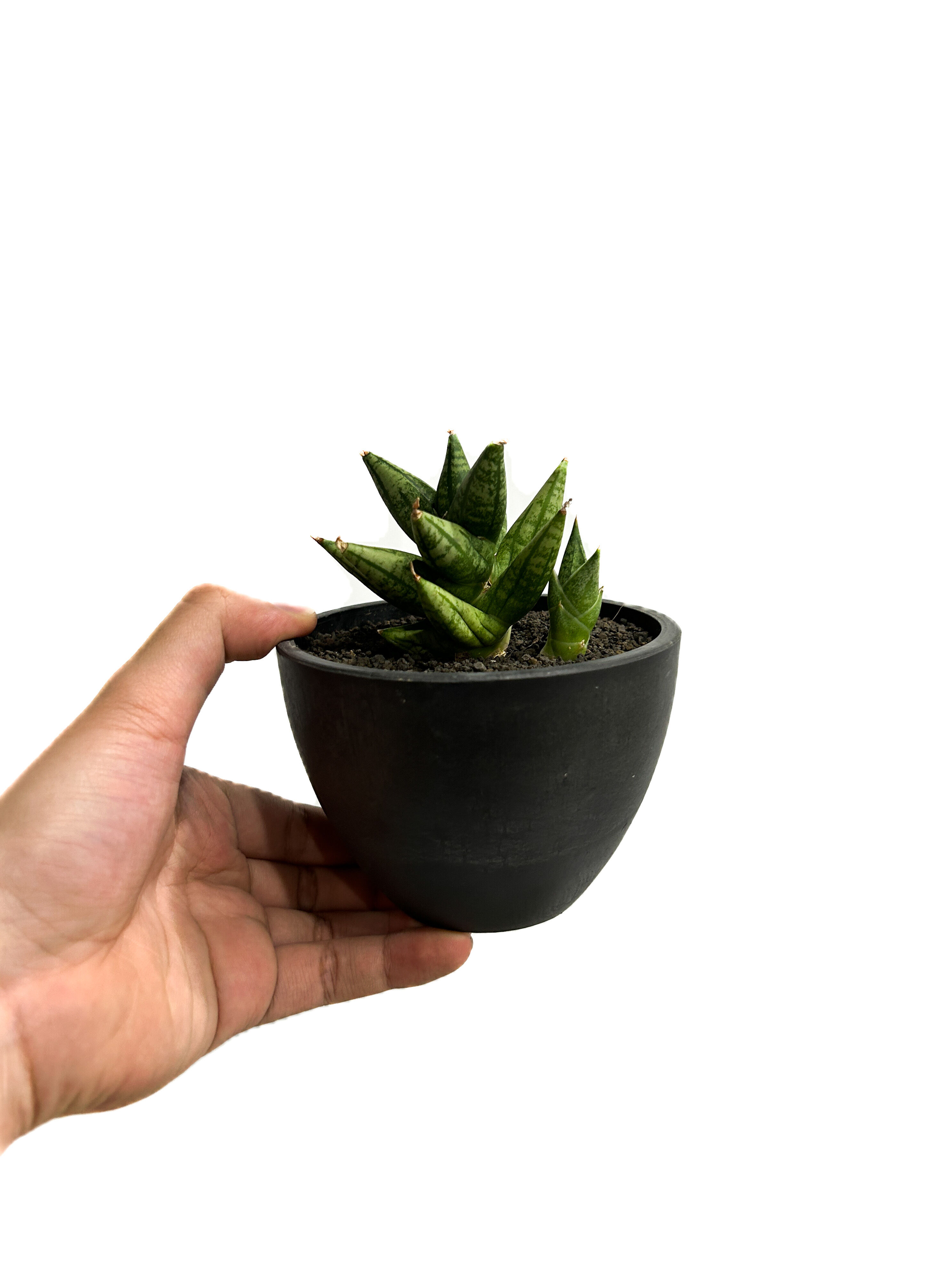 サンセベリア ミン マニー 「Sansevieria Ming Manee by Unyama