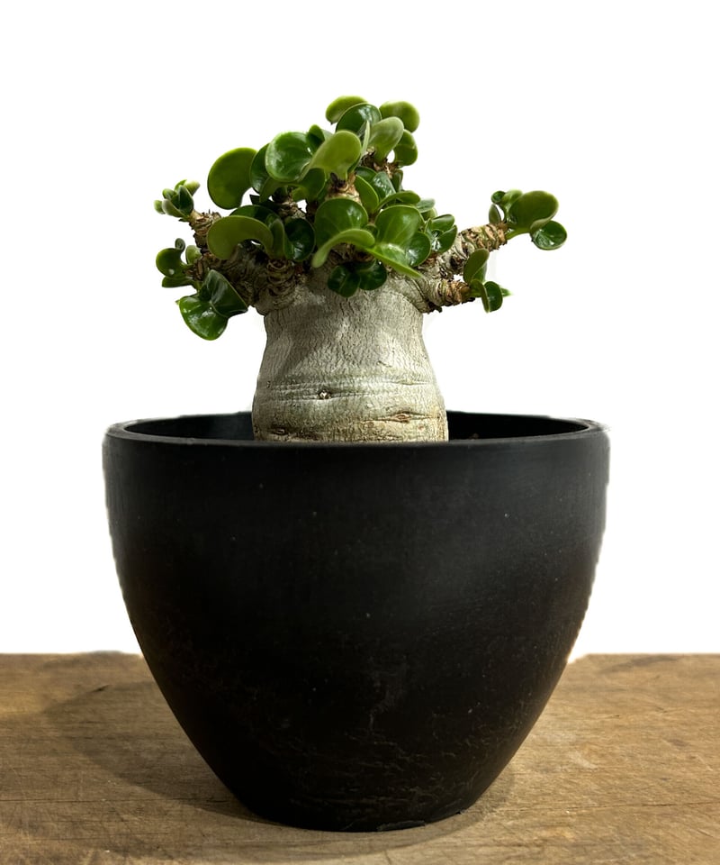 アデニウム D.H.A (獅子葉) 「Adenium D.H.A」6/14-785 | SH