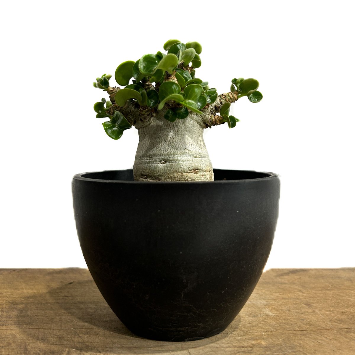 アデニウム　獅子葉　DHA アデニウム D.H.A (獅子葉) 「Adenium D.H.A」6/14-785 | SH