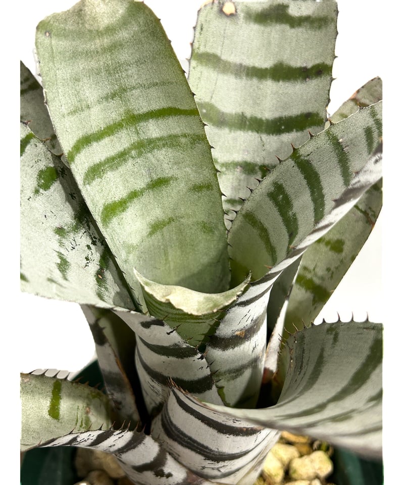 エクメア チャンティニー ワイドリーフ 実生苗 「Aechmea chantinii