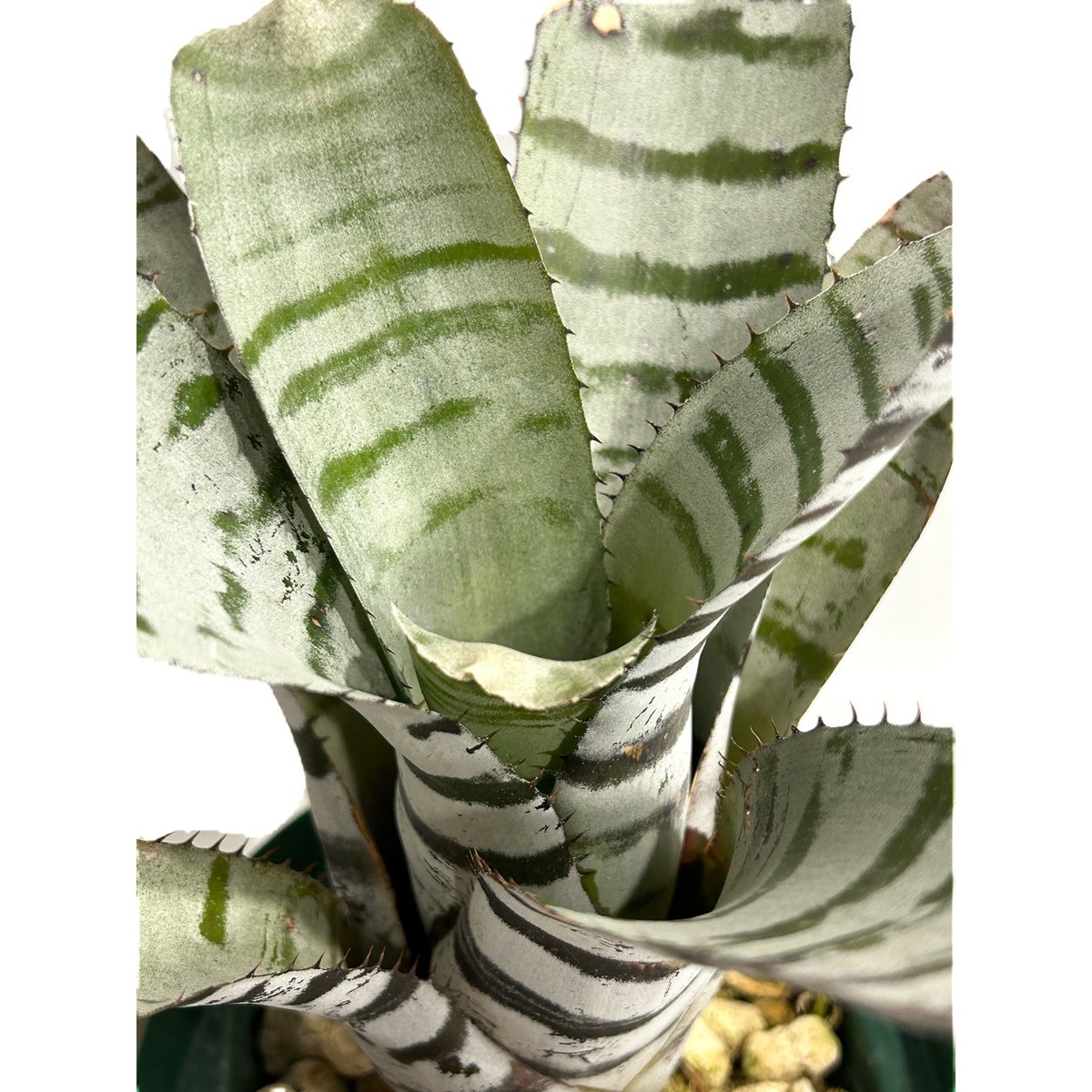 エクメア チャンティニー ワイドリーフ 実生苗 「Aechmea chantinii