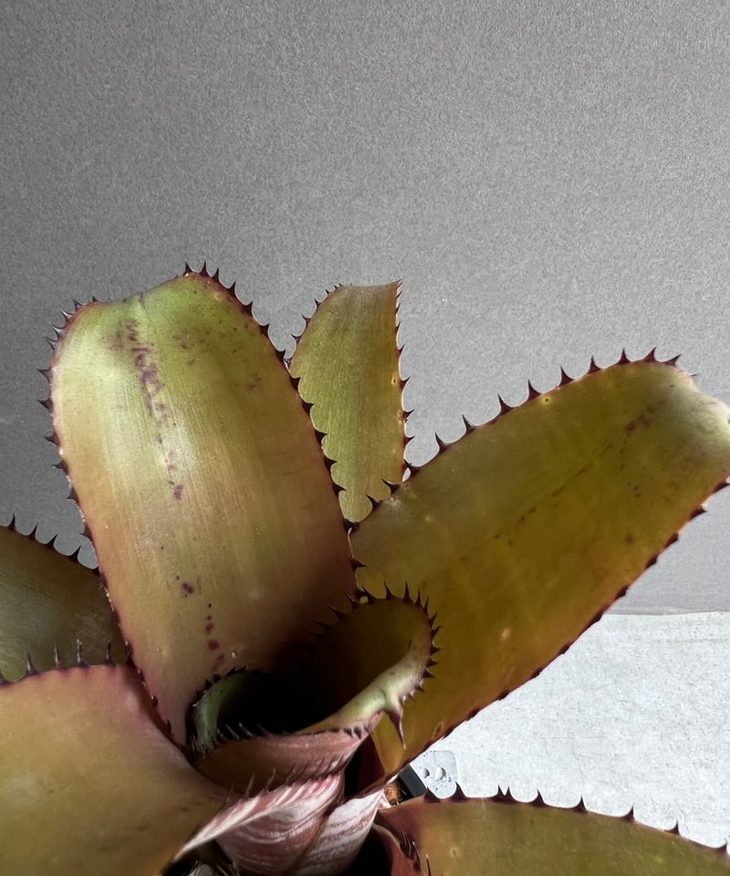 ビルベルギア・ホリダ・ホリダ ずんぐりむっくり ビルベルギア ホリダ var. ティグリナ 「Billbergia horrida var